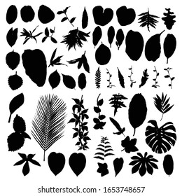 Black various forest leaves set. Isolated tree branches and herbs leaf or foliage silhouette. Made of real live plants. Vector.