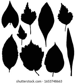 Black various forest leaves set. Isolated tree branches and herbs leaf or foliage silhouette. Made of real live plants. Vector.