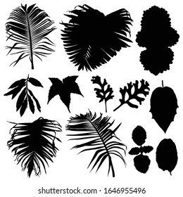 Black various tropical jungle leaves set. Isolated palm tree branches and herbs leaf or foliage silhouette. Vector.