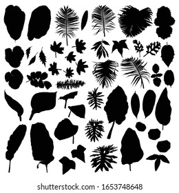 Black various tropical jungle leaves set. Isolated palm tree branches and herbs leaf or foliage silhouette. Vector.