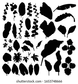 Black various tropical jungle leaves set. Isolated palm tree branches and herbs leaf or foliage silhouette. Vector.