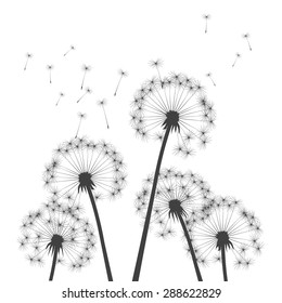 Black vector dandelions