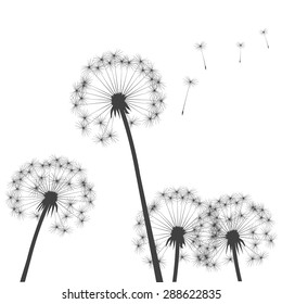 Black vector dandelions