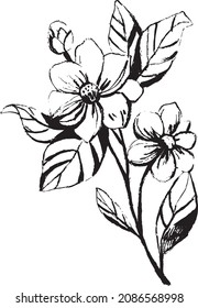 Black vector drawing of flower twig in freehand sketch style isolated on a white background. Flower illustration in the style of hand drawing with ink, charcoal, pencil.