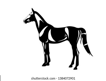 The black vector horse line scetch illustration art drawing stalion mare  animal equestrain