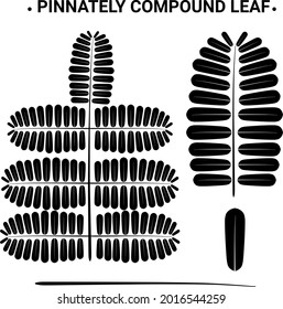  Black vector illustration of pinnately compound leaf, bipinnately compound leaf and a leaflet with transparent background.