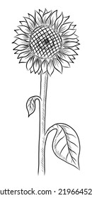 BLACK VECTOR ILLUSTRATION OF A SUNFLOWER ISOLATED ON A WHITE BACKGROUND