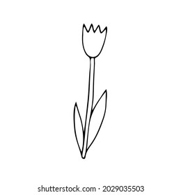 A Black Vector illustration of a tulip flower with leaves isolated on a white background
