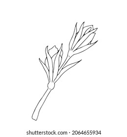 Ilustración del vector negro de dos brotes de flores de vientre aisladas en un fondo blanco