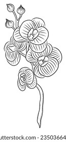 VECTOR NEGRO AISLADO EN UNA ILUSTRACIÓN DE DOODLE DE FONDO BLANCO DE TUITS DE ORQUÍAS