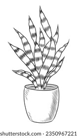 VECTOR NEGRO AISLADO EN UNA ILUSTRACIÓN DE DOODLE DE FONDO BLANCO DE UNA FLORES DE SANSEVIERIA EN UNA POTA