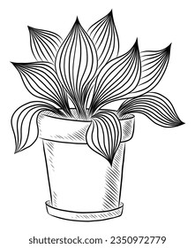 BLACK VECTOR ISOLATED ON A WHITE BACKGROUND DOODLE ILLUSTRATION OF A FLOWER OF EUCHARIS IN A POT