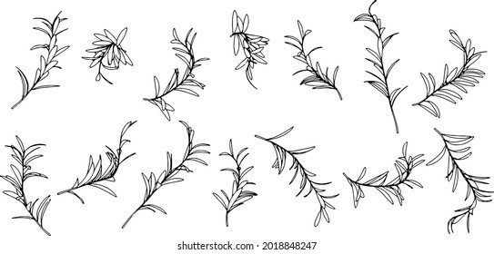 Black vector olive leaves hand drawn, linear style