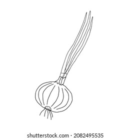 Black Vector outline illustration of an onion isolated on a white background