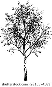 Black vector silhouette of a detailed deciduous birch tree