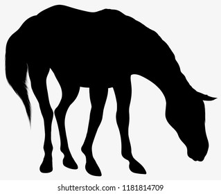 Black vector silhouette of horse grazes at large. Domestic mare lowered its head and eats food. Clip art and design element for equine industry. Emblem of an agricultural animal.