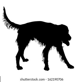 Black vector silhouette of Irish Setter dog, isolated on white background.