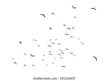 Black vector silhouettes of flying birds on white background - Shutterstock ID 531150637