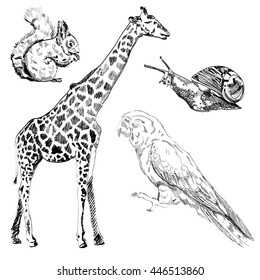 Black vector sketch animals set on a background.