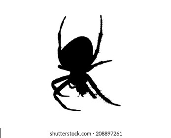 Black vector spider