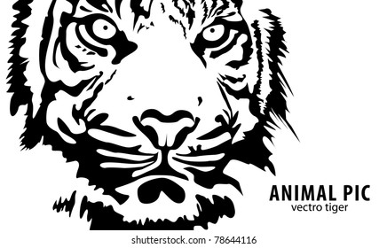 black vector tiger on white background