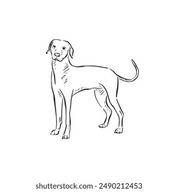 A black vector of a vizsla dog looking forward. Side profile short hair puppy. Canine sketch, Simple dog illustration. Hound doodle.