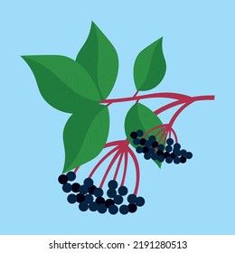 Black viburnum on a branch with leaves