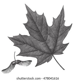 Black vintage engraving of autumn leaves on black background. Vector autumnal maple leaf and helicopter maple seed retro illustration