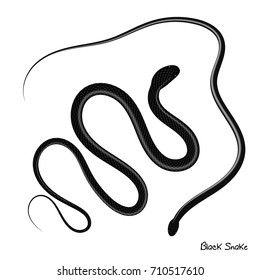 Black viper snake vector