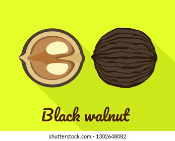Black walnut icon. Flat illustration of black walnut vector icon for web design