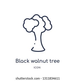 black walnut tree icon from nature outline collection. Thin line black walnut tree icon isolated on white background.