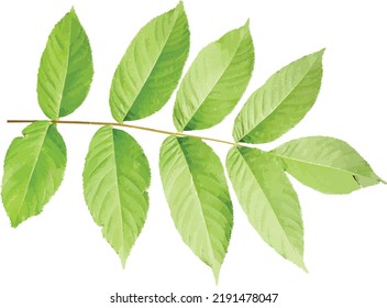 Black Walnut Tree Leaf Isolated Stock Vector (Royalty Free) 2191478047 ...