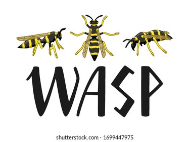 Black wasp lettering and wasps set isolated illustration. White background, vector.