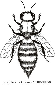 black wasp silhouette