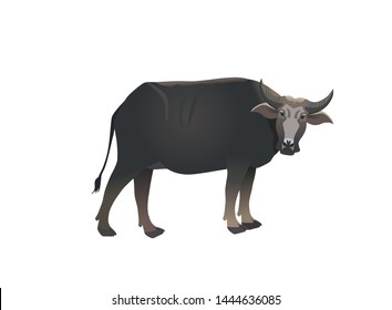 black water buffalo on white background