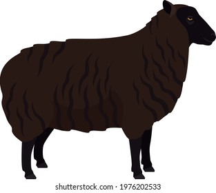 Black Welsh Mountain sheep Farm animals Flat vector illustration Isolated object set