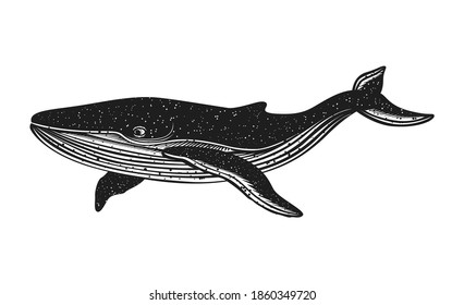 Black Whale on white background. Handcrafted style. Sketch. Engraved style illustration.