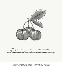 black and white Acerola fruit illustration in engraving style