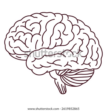 Black and white anatomical drawing of human brain with cerebellum outlined, ideal for scientific or educational use in medicine or biology