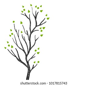 Black and white aspen or birch tree in spring with green leaves, vector