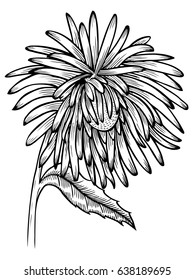 black and white aster flower isolated. Hand-drawn contour lines and strokes. for greeting cards and invitations of wedding, birthday, mother's day and other seasonal holiday