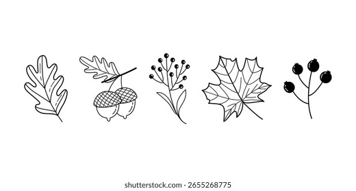 Conjunto de Elementos de otoño en blanco y negro Dibujado a mano Hoja de roble, bellota, bayas y Clipart botánico
