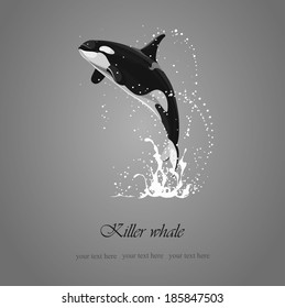 black and white background killer whale jumping out of water