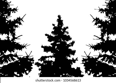 Black and white background with pine trees with blank spase for your design. 