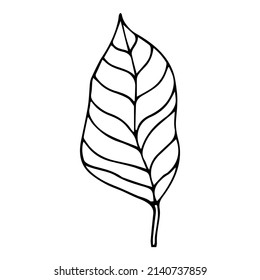 black and white, bali, beach, tropic, jungle, brazil, palm, illustrated, indonesia, polynesian, madagascar, plumeria, tropical, hawaii, drawing, wedding, silhouette, vintage, leaves, branch, print,