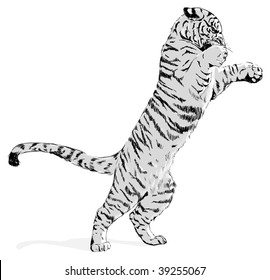 black and white bengal tiger