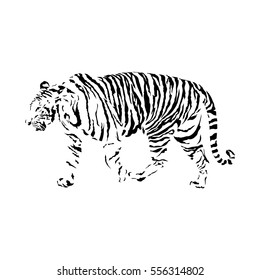 black and white bengal tiger, isolated wild animal vector illustration