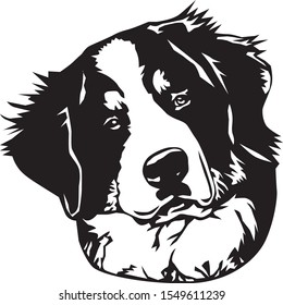 black and white bernese mountaing dog face illustration 