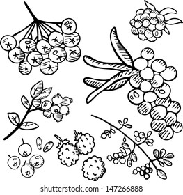 Black and white berries set 2. Hand drawn illustration. 
