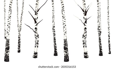 Black and white birch tree trunks with no leaves illustration.